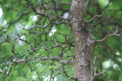 Ebenopsis confinis